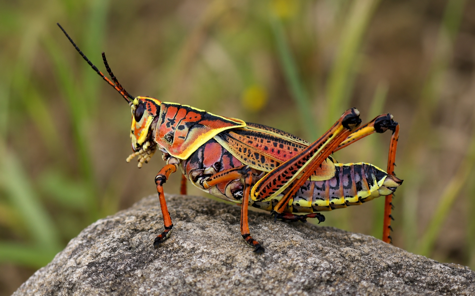 lubber grasshoppers in Tampa Bay Florida adult Eastern lubber on rock