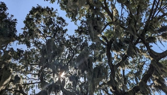 Meet Your Forest Tree and Fungi Walk and Talk at Lithia Springs Park in Lithia Florida