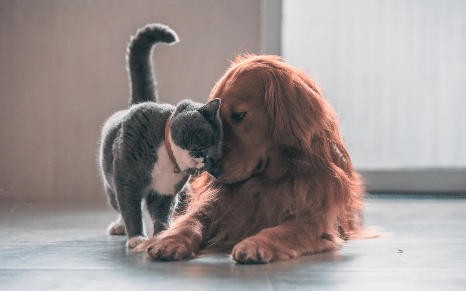 A cat and golden retriever nuzzling, representing Hillsborough County spay and neuter vouchers